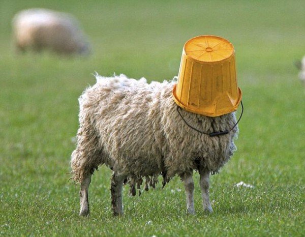 SHEEP GETS BUCKET STUCK ON HEAD