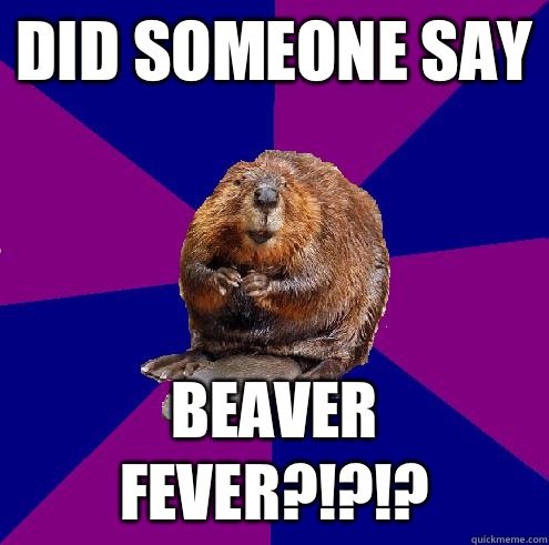 beaver pic